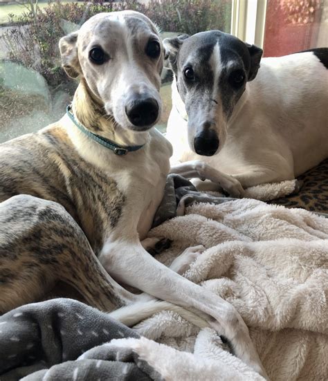 Whippet adoption - Adopt a Whippet near you in Ontario. Below are our newest added Whippets available for adoption in Ontario. To see more adoptable Whippets in Ontario, use the search tool below to enter specific criteria! Blanca. 